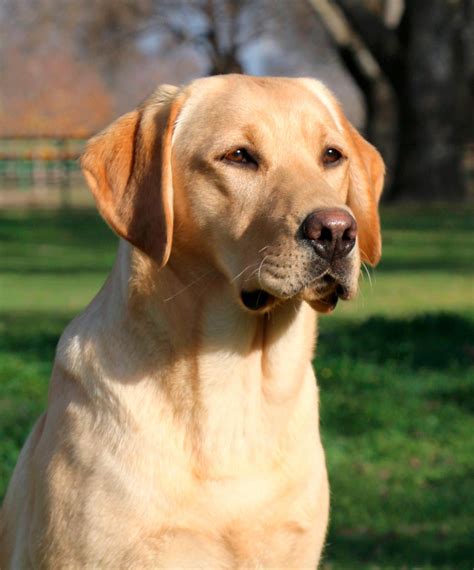 Arriba 103 Foto Cuanto Cuesta Un Perro Labrador Recien Nacido Lleno