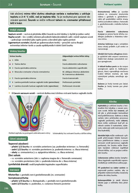 Memorix anatomie by Radovan Hudak - Issuu