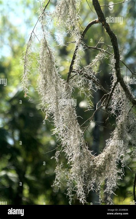 Spanish Moss Tillandsia Usneoides Hanging From Tree Branches Stock