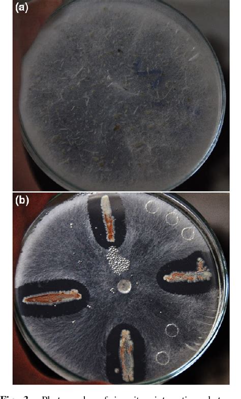 Pdf Biocontrol Of Pythium Aphanidermatum By The Cellulolytic