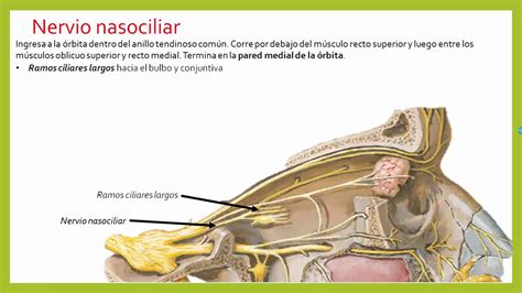 Aproximación Prueba interior nervio oftalmico y sus ramas Aeródromo ...