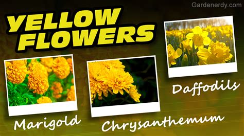 An Awesome List of Yellow Flower Names: How Many Do You Know? - Gardenerdy