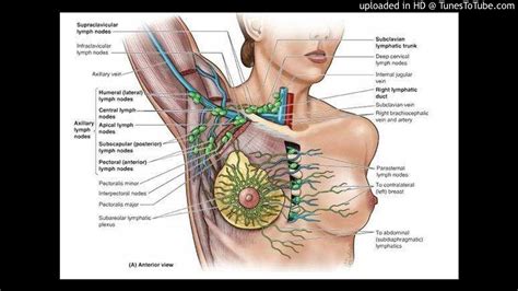 Sentinel Lymph Node Biopsy Snb Following Neoadjuvant Chemotherapy