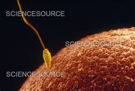 Photograph Single Sperm Fertilizing An Egg Sem Science Source Images