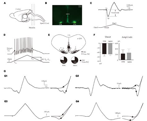 Figure 1 From Serotonergic Modulation Of Persistent Inward Currents In