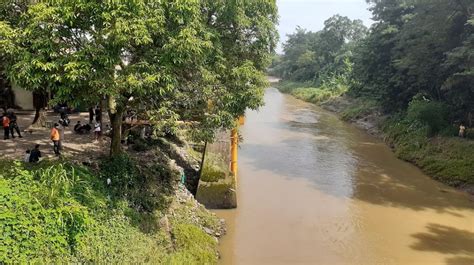 Pemkot Palu Tanam Puluhan Ribu Bibit Bambu Di Bantaran Sungai