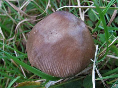 Grisette