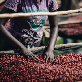 Rwanda Gasharu Anaerobic Natural Covoya Specialty Coffee Covoya