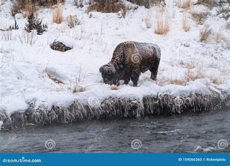 Grazing Bison stock photo. Image of yellowstone, bison - 159066360