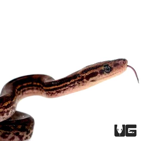 Baby Costa Rican Rainbow Boas For Sale - Underground Reptiles