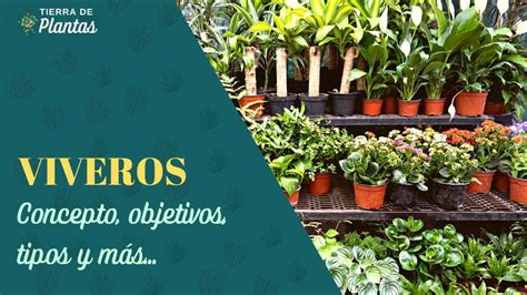 Qu Es Un Vivero Concepto Tipos Objetivos Y M S Tierra De Plantas