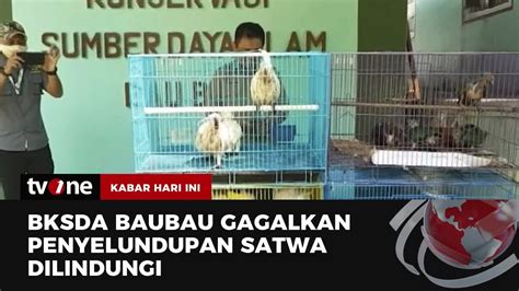 Penyelundupan Puluhan Satwa Langka Berhasil Digagalkan Kabar Hari Ini