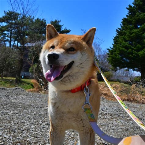 「人が大好き♡お外ではマイ」群馬県 犬の里親募集451911 4枚目の画像 ペットのおうち【里親決定25万頭！】