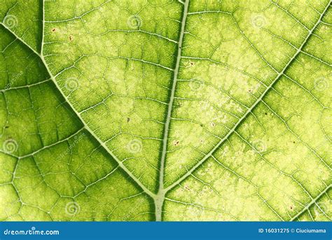 Leaf Paulownia Tomentosa Stock Image Image Of Texture 16031275