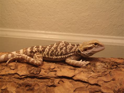 Bearded Dragon Behavior And Diseases Pethelpful