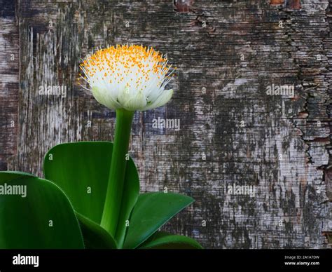 Haemanthus Plant Hi Res Stock Photography And Images Alamy