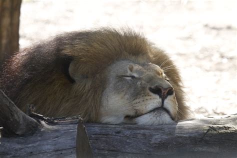 Free Images Wildlife Zoo Sleeping Africa Mammal Fauna Lion