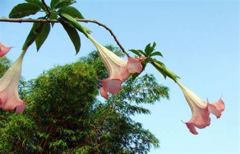 El Floripondio Caracter Sticas Planta Flor Efectos Cultivo