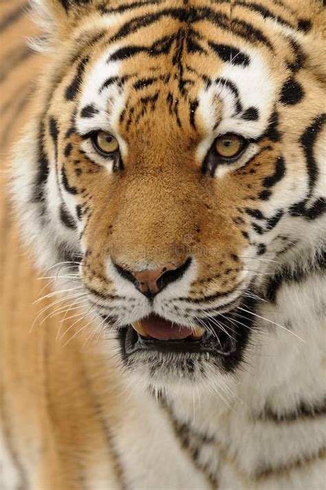 Siberian Tiger Panthera Tigris Altaica Stock Image Image Of Pelt Mammalia 17292107