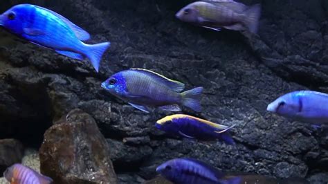 Lake Malawi Cichlid Tank Acliff Style20160221 Youtube