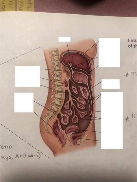 Peritoneum Diagram Quizlet