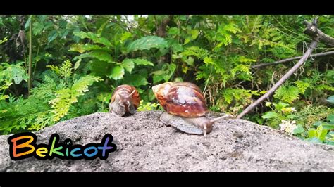 Hunting Snail Mencari Dan Menemukan Bekicot Keong Siput Bekicot Albino