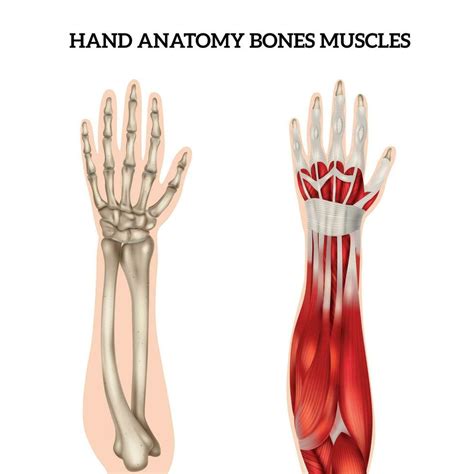 Hand Anatomy Set 25804473 Vector Art at Vecteezy