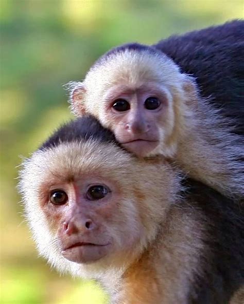 Baby White Faced Capuchin Monkey