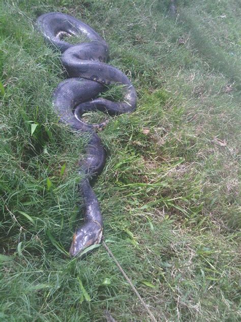 Snake’s alive! | Guyana Chronicle