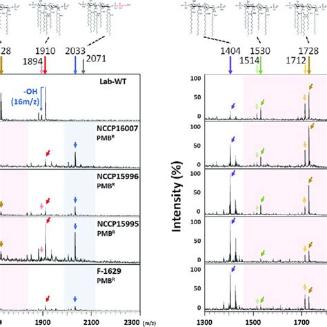 Ms Analysis Of Clinical Isolates Extracted Lipid A Was Analyzed By