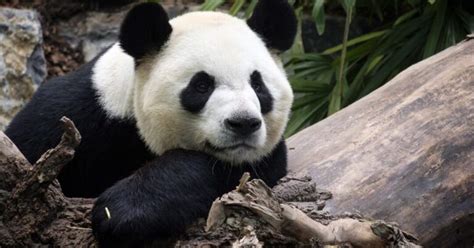 El Oso Panda Su Hábitat Apariencia Alimentación Y Características