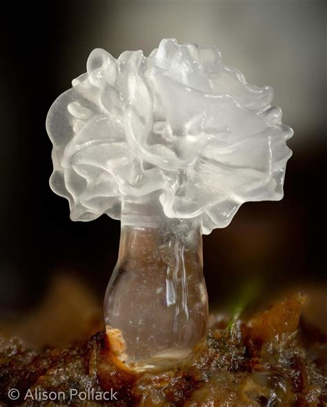 Beyond The Naked Eye The Microscopic Majesty Of Mushrooms And Molds