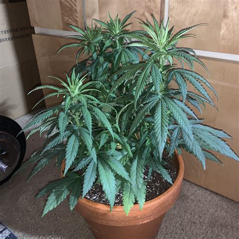 My 1 Month Old Mini White Widow Feminized From Seedsman Flipped The Lights To Flower 2 Days