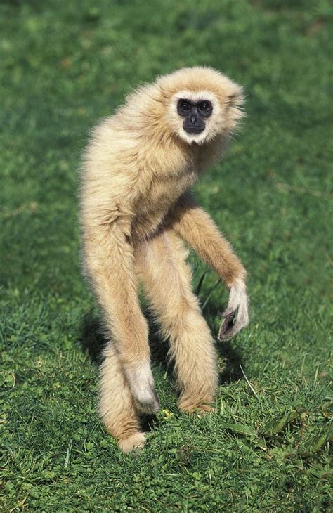 White Handed Gibbon Hylobates Lar Female Sitting On Grass Stock Photo