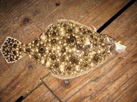 Flounder Gulf Dr Flathead