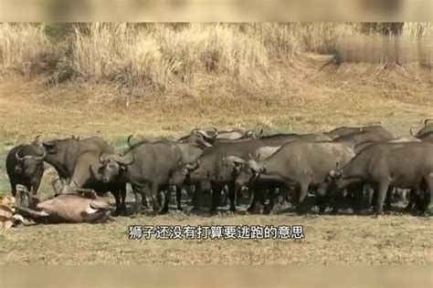 一头母狮面对1000多头水牛还想吃牛肉，兄弟，出来混迟早要还的水牛多头兄弟