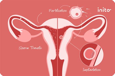 How Long After Sex Does Implantation Occur Inito