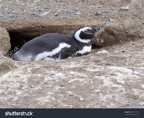 Magellanic Penguin Spheniscus Magellanicus Nesting Burrows Stock Photo ...