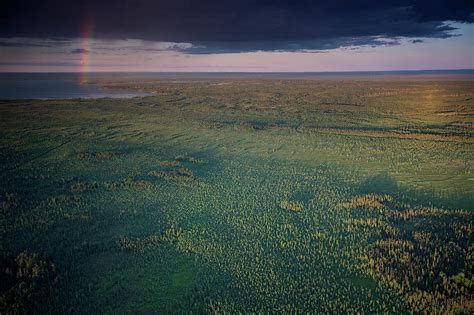 Boreal Forest Near Mcclelland Lake Photograph by Peter Essick - Fine ...