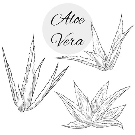 Premium Vector Vector Line Art Illustration Of Aloe Vera Plant