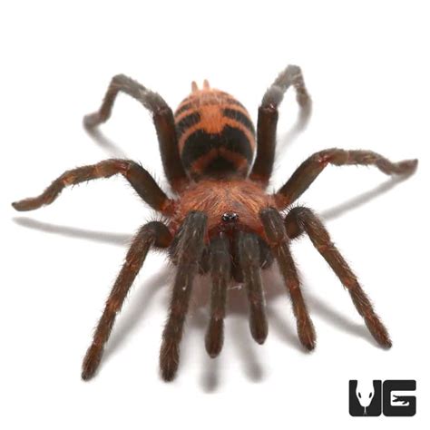 Guatemalan Tiger Rump Tarantula Davus Pentaloris For Sale