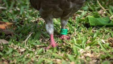 Why Do Pigeons Have Tags On Their Feet Pigeonpedia