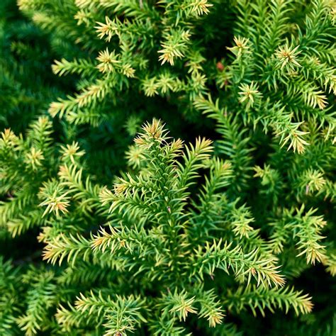 Cryptomeria Japonica Golden Promise Japanese Cedar Siteone