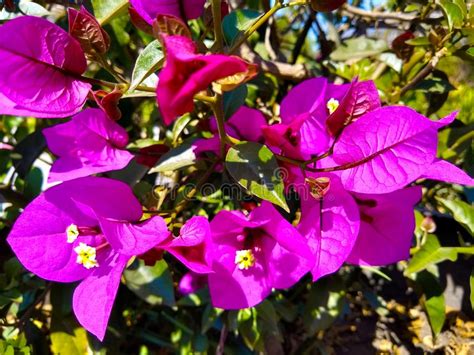 Crecimiento De Flor De La Lila En Un Rbol Imagen De Archivo Imagen