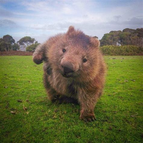 Fierce wombat stance : r/photoshopbattles