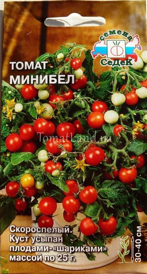 Томат Минибел: описание сорта, ОТЗЫВЫ, фото