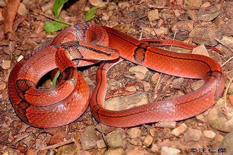 Snakes Of Taiwan Oreocryptophis Porphyracea Kawakamii Red Bamboo