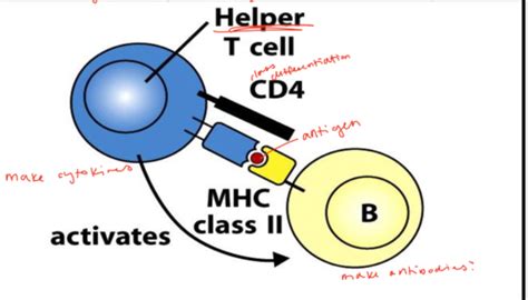 Origin And Cells Of The Immune System Flashcards Quizlet