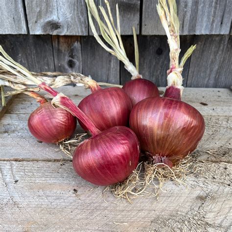 Rossa Di Milano Onion Revival Seeds