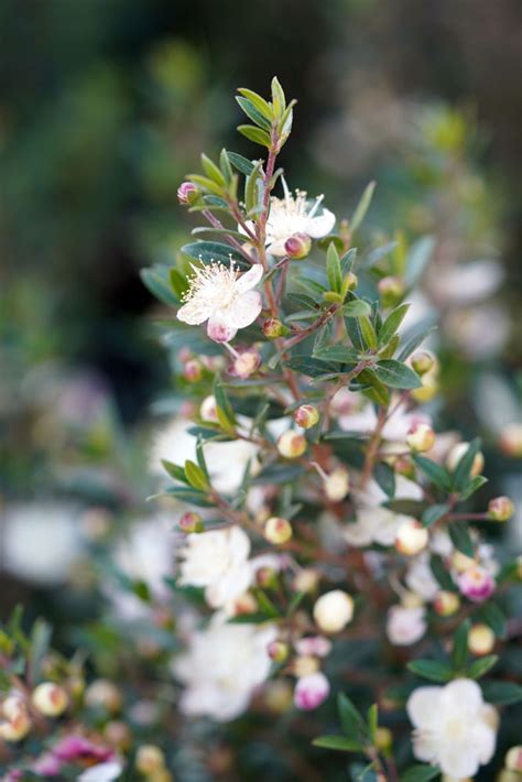 Myrtus Communis Compacta Common Myrtle True Myrtle Myrtle New